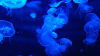 Making Premium Zoom Makings as NFTs. Looking for feedback!