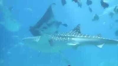 🔥 Gentle giants collide, no hard feelings