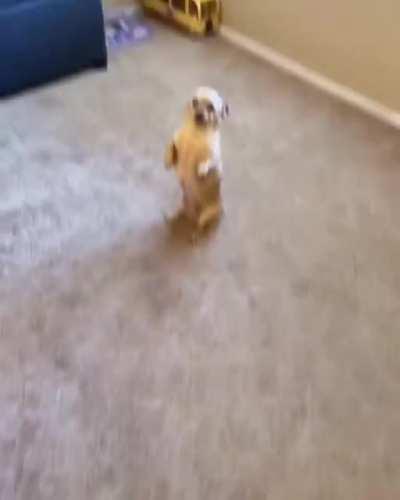 По словам ее хозяина: 