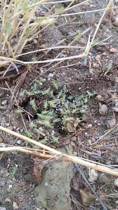 Nest of baby grasshoppers