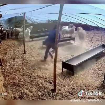 Ram by name, ram by nature…