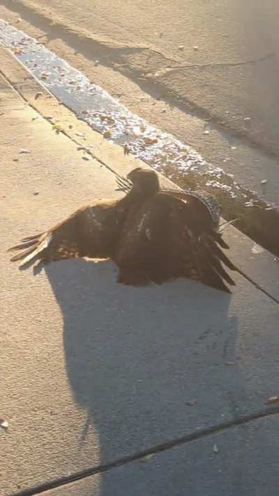 🔥 Hawks locked in mortal combat literally fell from the sky during my morning run