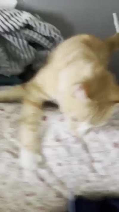 Oh Toby!!! Poor little ginger lol.