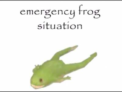 Emergency frog situation!