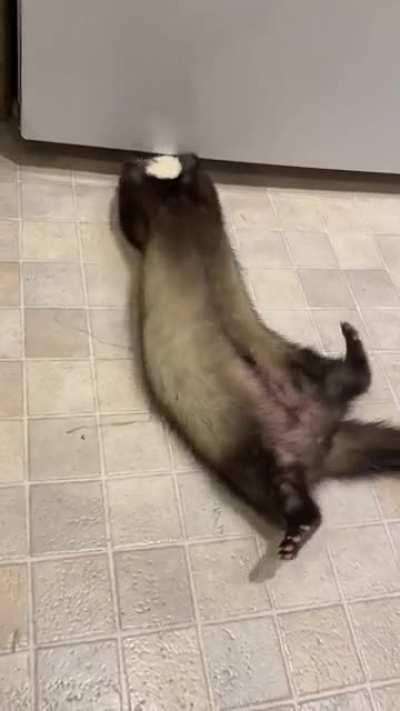 Buttercup can’t remember exactly how the hooman opens the freezer, but she thinks it might have been something like this.