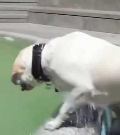 This Doggo having the best fun day