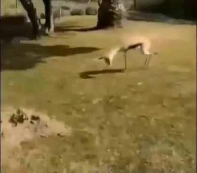 Tai hitting the griddy 