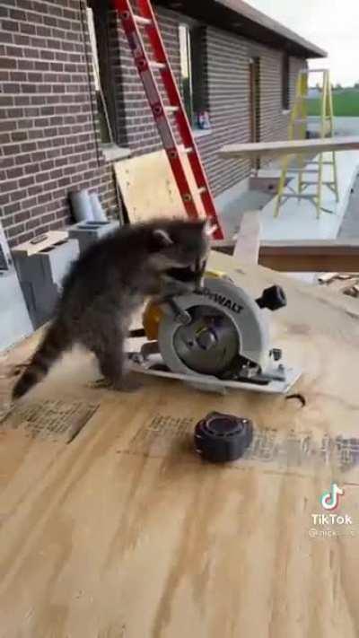 Man raises baby racoon