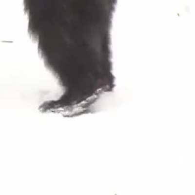 Bear pushes injured trainer around in wheelchair..