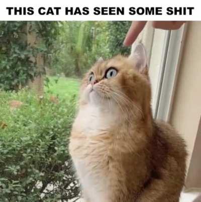 PTSD Cat