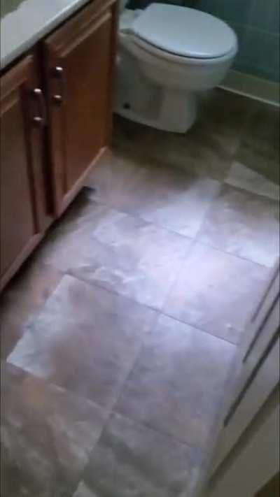 Since people liked Sapphy's weird honk/quack/meow from yesterday, here's a 40-second compilation of her many S C R E M E S