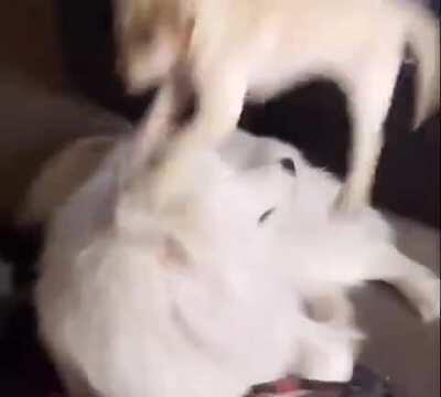 Young apprentice has to improvise against a bigger target