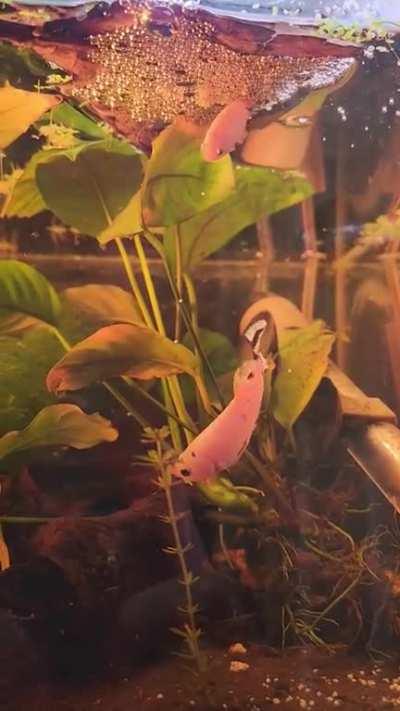 No matter how many times I see this, I am always in awe of how beautiful the process can be