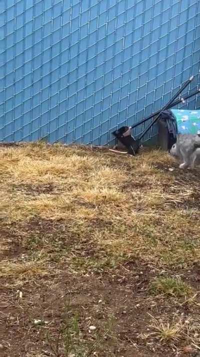 Jinx loves coming outside after breakfast!