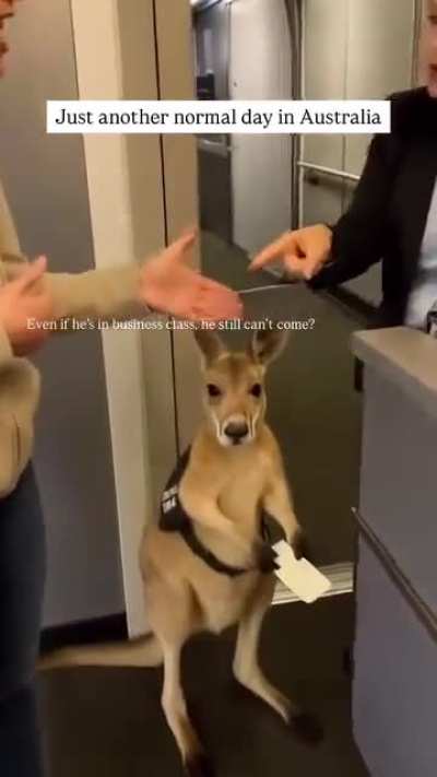 How did it pass the security check?😭