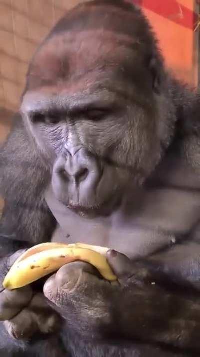 Innovative Gorilla discovers ingenious way to enjoy bananas