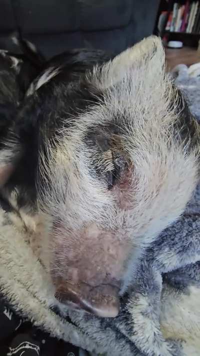 Sweet dreams, Pickle