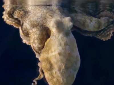 🔥 Did you know Octopuses change colour when they dream 
