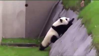 Wondering how does this species survive in the wild