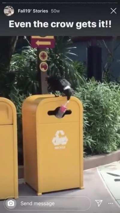 If a magpie can do it we can do it