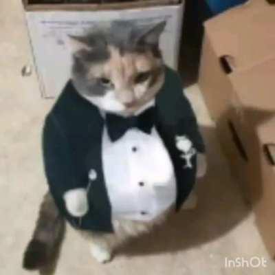 En catisa a la inversa