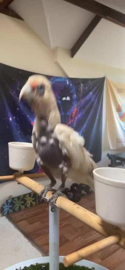 Rescue bird loves lil peep