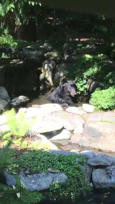relaxing in the shade
