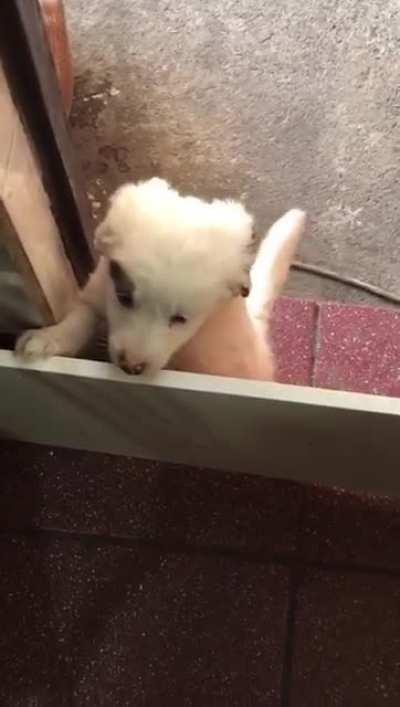 Look at this pretty boy named Chase, peacefully awaiting the game of pursuit ♥