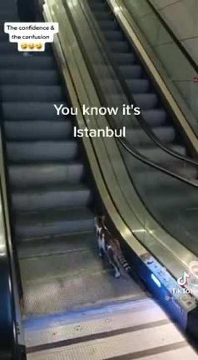 bro took the wrong escalator