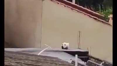 Poor doggo on the roof