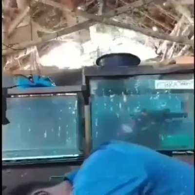 What Could go Wrong Kissing a Snake?