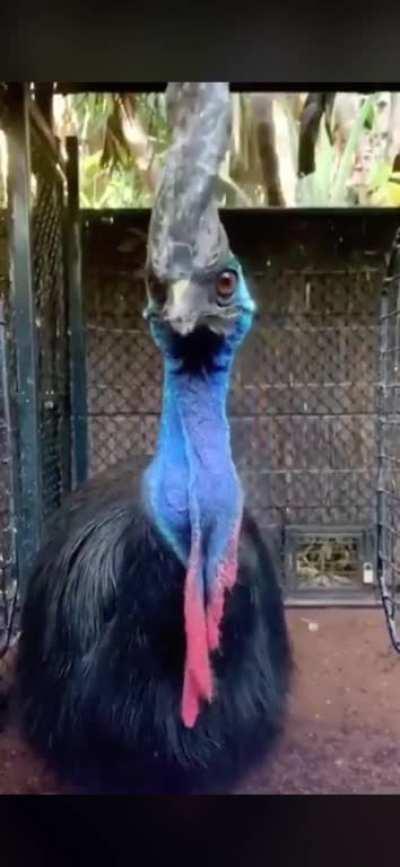 🔥 This wild looking bird is a Cassowary. Watch it swallow a whole tomato 🔥