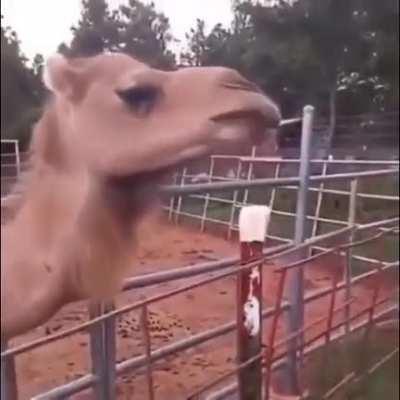 Forbidden cotton candy