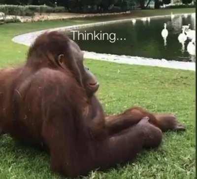 Thinking...