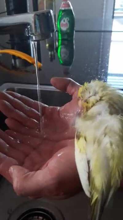 My entry for wet chicken wednesday