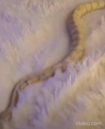 A snake without traction