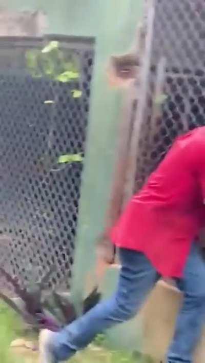 Played with a Lion and got his finger caught