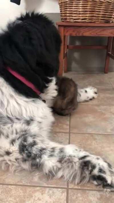 The old man is so tolerant of his new little girl