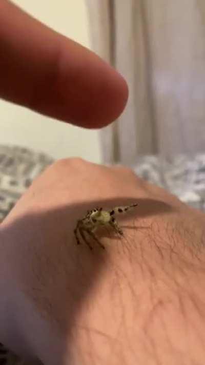 Hyllus Diardis just wants to be picked up.