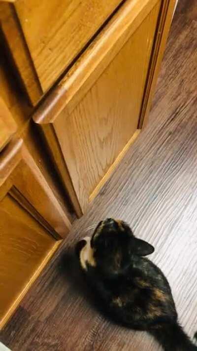 Aggressive panhandling this cute would be a crime in the streets.