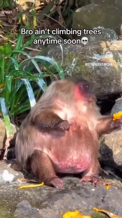 Poor starved Landchad ridiculed for his malnutritioned body