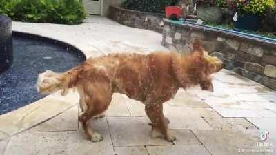 The art of the shake.