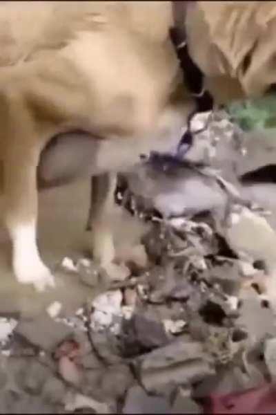 Dog saving her puppies in a flood.