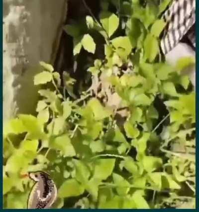 Reason why you should not take an afternoon nap in the open field. Somewhere in India