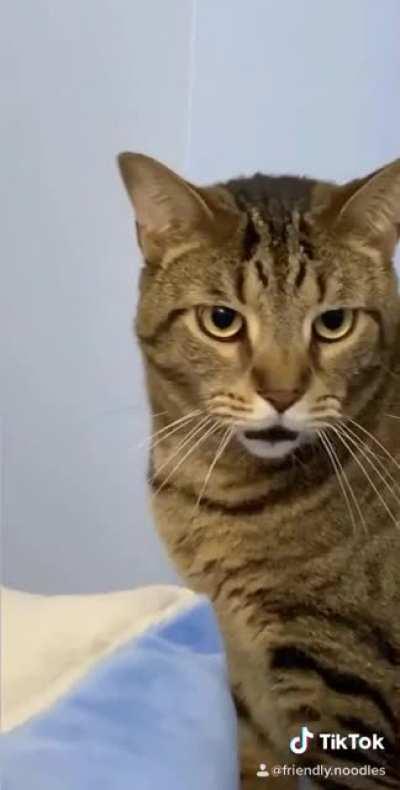 some Atlas meows to boost your mood