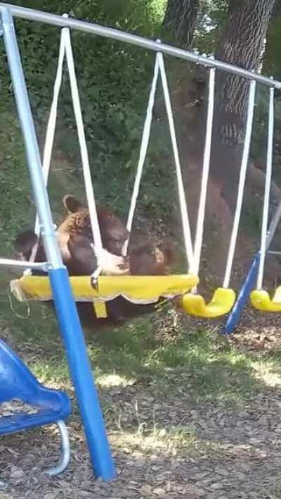 This bear is a swinger