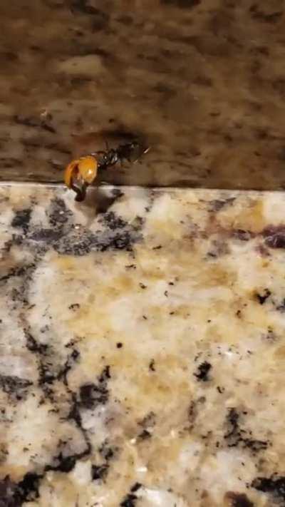 Don't tell my wife, the ants are helping getting rid of our Japanese beetle infestation at home.