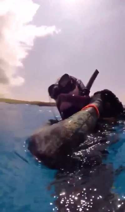 Diver messed with the wrong Octopus