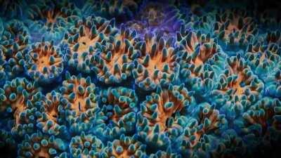 Coral reefs are beautiful but also look strangely alien