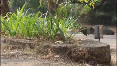 Fake Snake Prank Monkey